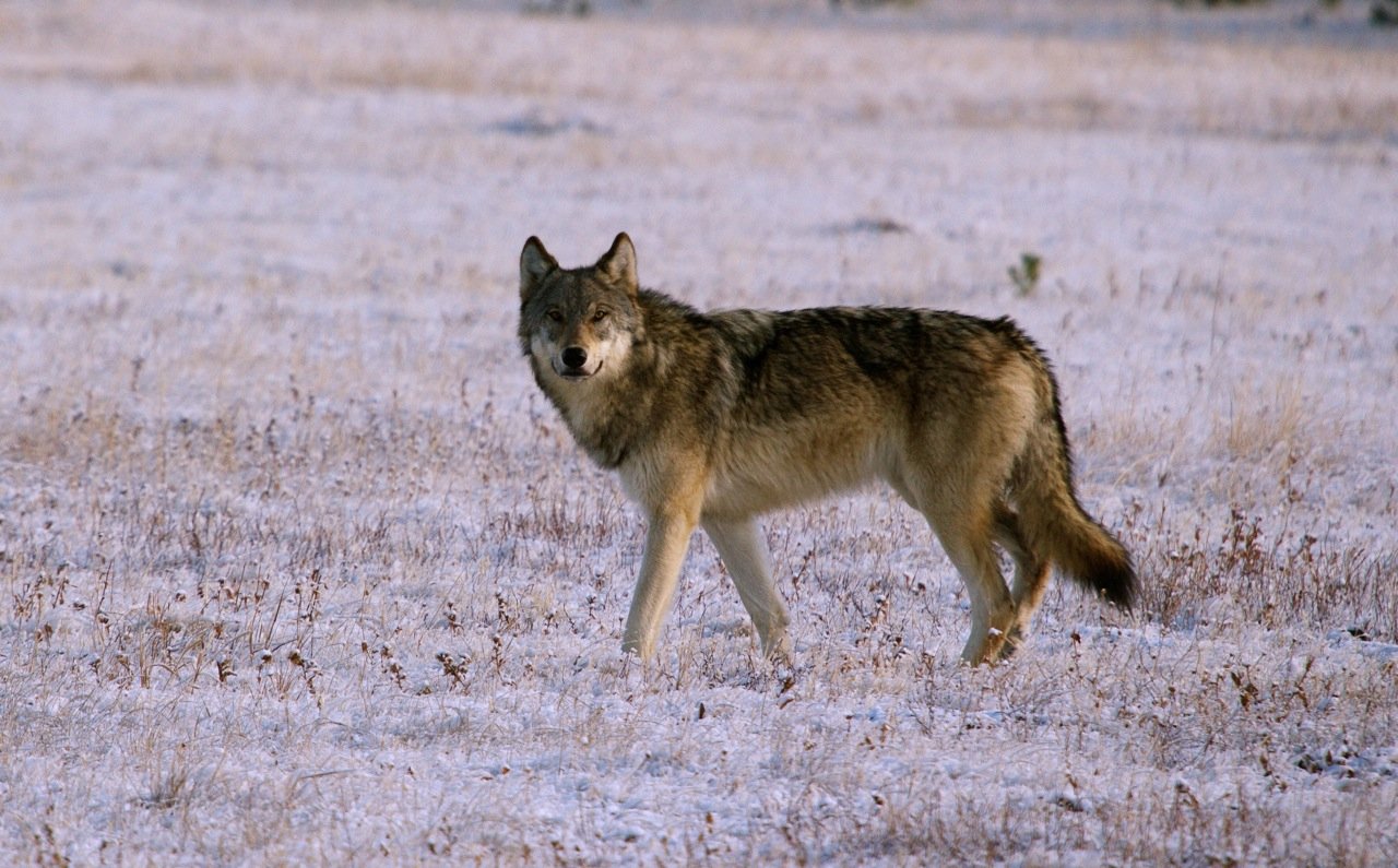 Wolf in Yellowstone National Park
